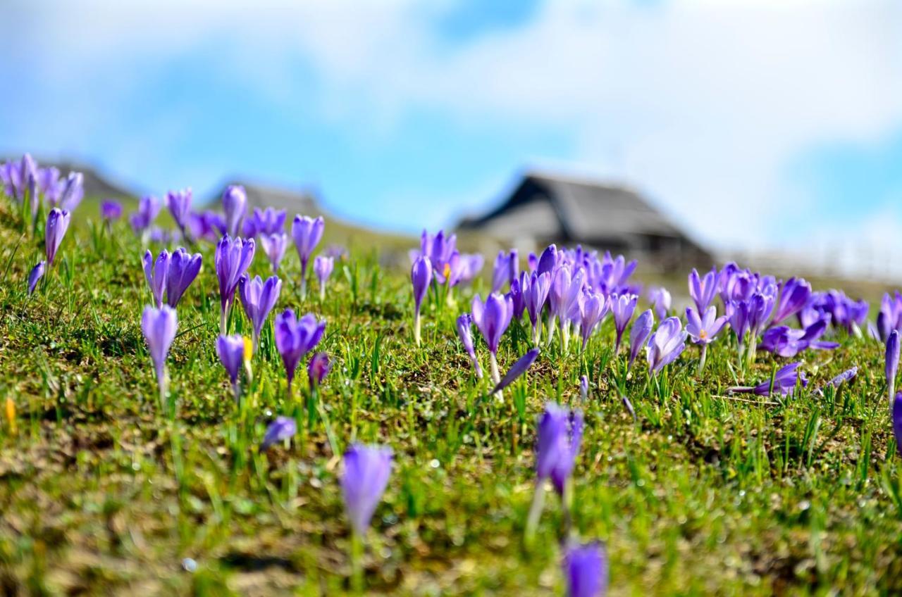 Chalet Kosutnik Velika Planina Камнишка Бистриця Екстер'єр фото